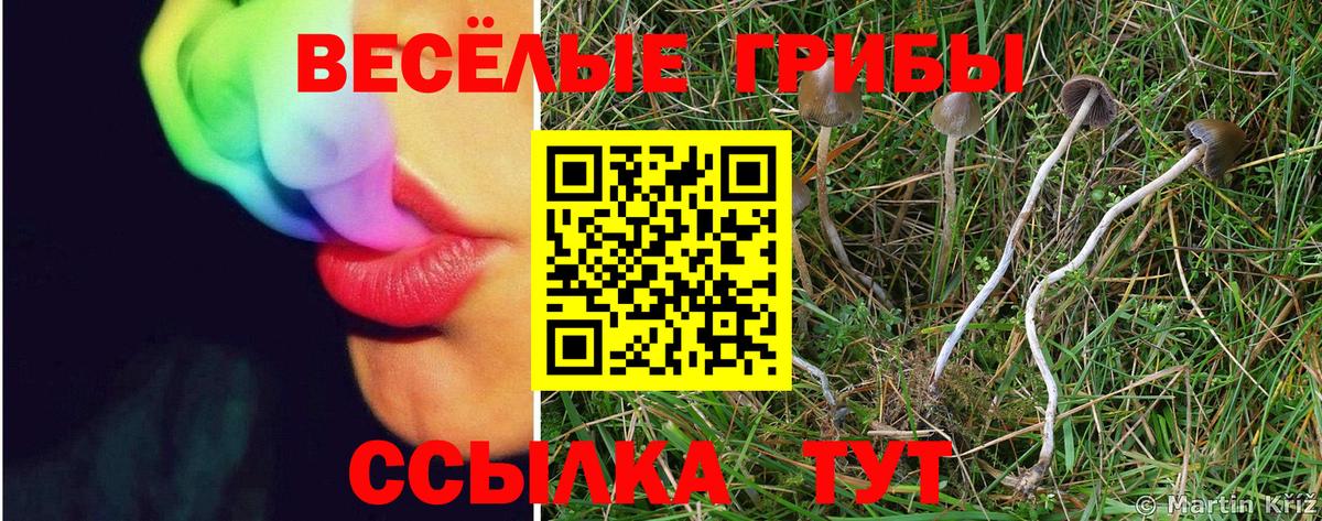 Псилоцибиновые грибы Psilocybine cubensis Петровск